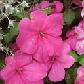 Impatiens walleriana 'Accent Rose fonce' fleur